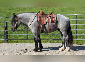 Arbeitspferd Mix, Wallach, 5 Jahre, Roan-Blue