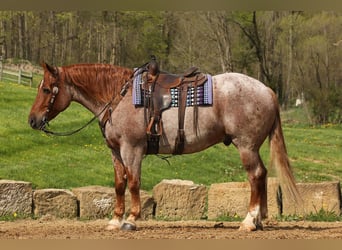Arbeitspferd Mix, Wallach, 5 Jahre, Roan-Red