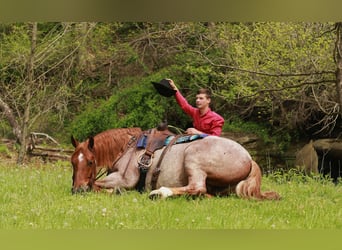 Arbeitspferd Mix, Wallach, 5 Jahre, Roan-Red