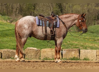 Arbeitspferd Mix, Wallach, 5 Jahre, Roan-Red