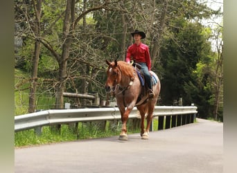 Arbeitspferd Mix, Wallach, 5 Jahre, Roan-Red