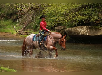 Arbeitspferd Mix, Wallach, 5 Jahre, Roan-Red