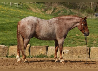 Arbeitspferd Mix, Wallach, 5 Jahre, Roan-Red
