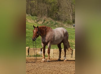 Arbeitspferd Mix, Wallach, 5 Jahre, Roan-Red