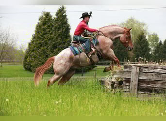 Arbeitspferd Mix, Wallach, 5 Jahre, Roan-Red