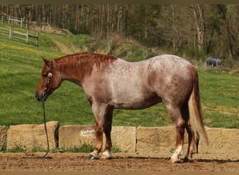 Arbeitspferd Mix, Wallach, 5 Jahre, Roan-Red
