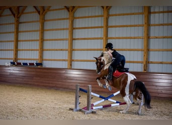 Arbeitspferd Mix, Wallach, 5 Jahre, Schecke