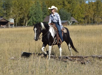 Arbeitspferd Mix, Wallach, 5 Jahre, Schecke