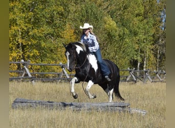 Arbeitspferd Mix, Wallach, 5 Jahre, Schecke