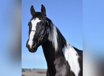 Arbeitspferd Mix, Wallach, 5 Jahre, Schecke