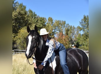 Arbeitspferd Mix, Wallach, 5 Jahre, Schecke