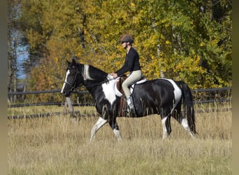 Arbeitspferd Mix, Wallach, 5 Jahre, Schecke