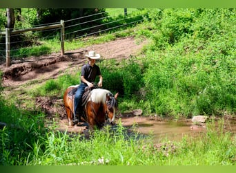 Arbeitspferd Mix, Wallach, 5 Jahre, Schecke