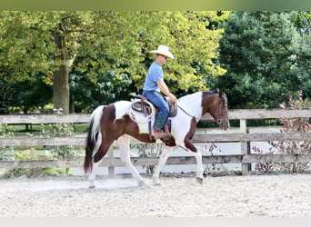 Arbeitspferd, Wallach, 5 Jahre, Schecke