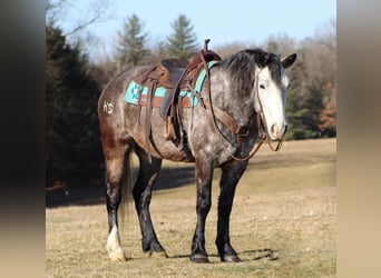 Arbeitspferd Mix, Wallach, 5 Jahre, Schimmel