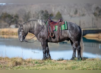 Arbeitspferd Mix, Wallach, 5 Jahre, Schimmel
