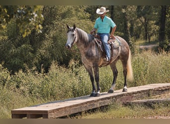 Arbeitspferd Mix, Wallach, 5 Jahre, Schimmel