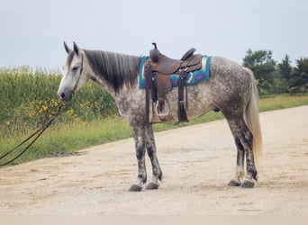 Arbeitspferd Mix, Wallach, 5 Jahre, Schimmel