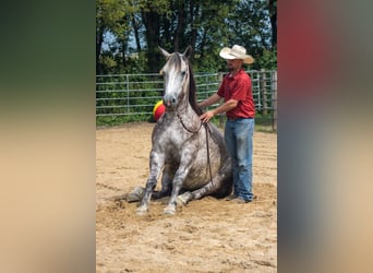 Arbeitspferd Mix, Wallach, 5 Jahre, Schimmel