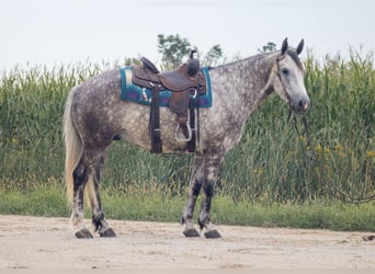 Arbeitspferd Mix, Wallach, 5 Jahre, Schimmel