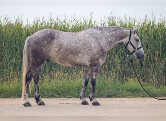 Arbeitspferd Mix, Wallach, 5 Jahre, Schimmel