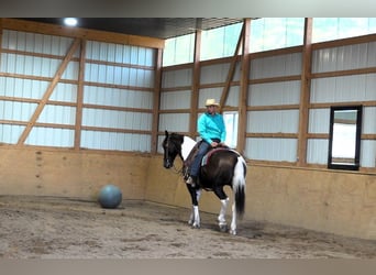 Arbeitspferd Mix, Wallach, 5 Jahre, Tobiano-alle-Farben