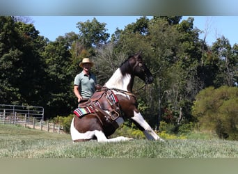 Arbeitspferd Mix, Wallach, 5 Jahre, Tobiano-alle-Farben