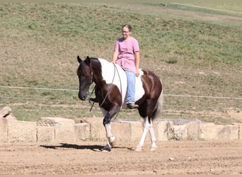 Arbeitspferd Mix, Wallach, 5 Jahre, Tobiano-alle-Farben