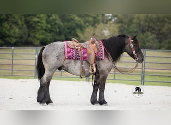 Arbeitspferd Mix, Wallach, 6 Jahre, 145 cm, Roan-Blue