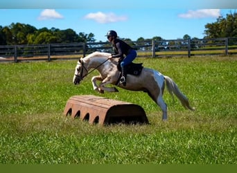 Arbeitspferd Mix, Wallach, 6 Jahre, 147 cm, Schecke