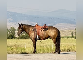 Arbeitspferd Mix, Wallach, 6 Jahre, 150 cm, Buckskin