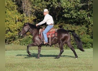 Arbeitspferd, Wallach, 6 Jahre, 150 cm, Rappe