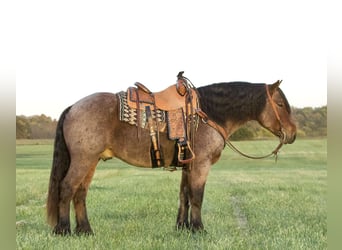 Arbeitspferd Mix, Wallach, 6 Jahre, 152 cm, Roan-Bay