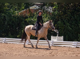 Arbeitspferd Mix, Wallach, 6 Jahre, 152 cm, Schecke