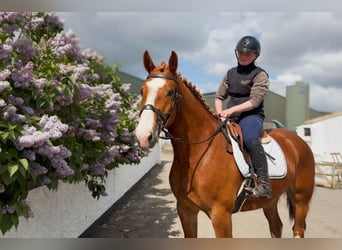 Arbeitspferd, Wallach, 6 Jahre, 153 cm, Dunkelfuchs