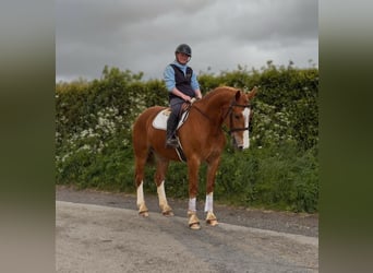 Arbeitspferd, Wallach, 6 Jahre, 153 cm, Dunkelfuchs