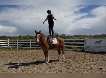 Arbeitspferd, Wallach, 6 Jahre, 153 cm, Dunkelfuchs