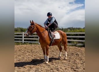 Arbeitspferd, Wallach, 6 Jahre, 153 cm, Dunkelfuchs