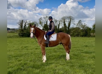 Arbeitspferd, Wallach, 6 Jahre, 153 cm, Dunkelfuchs