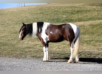 Arbeitspferd Mix, Wallach, 6 Jahre, 155 cm, Schecke