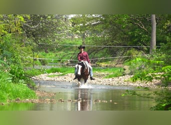 Arbeitspferd Mix, Wallach, 6 Jahre, 155 cm, Schecke