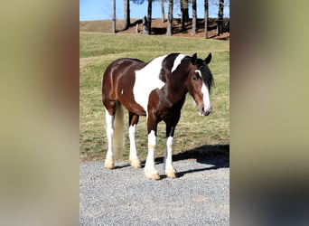 Arbeitspferd Mix, Wallach, 6 Jahre, 155 cm, Schecke