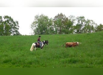 Arbeitspferd Mix, Wallach, 6 Jahre, 155 cm, Schecke