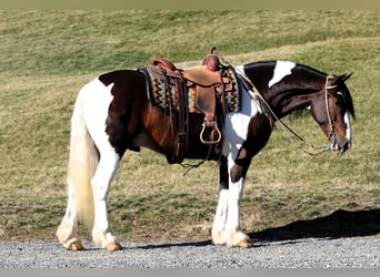 Arbeitspferd Mix, Wallach, 6 Jahre, 155 cm, Schecke