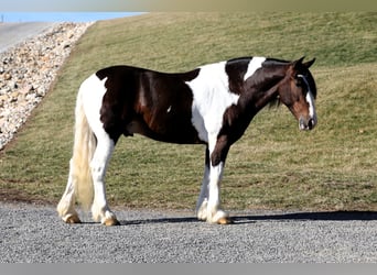 Arbeitspferd Mix, Wallach, 6 Jahre, 155 cm, Schecke