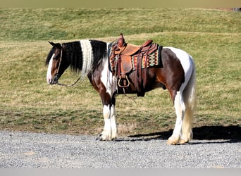 Arbeitspferd Mix, Wallach, 6 Jahre, 155 cm, Schecke