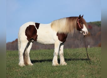 Arbeitspferd, Wallach, 6 Jahre, 157 cm, Dunkelfuchs