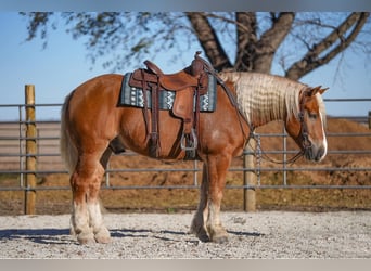 Arbeitspferd Mix, Wallach, 6 Jahre, 157 cm, Palomino