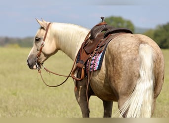 Arbeitspferd Mix, Wallach, 6 Jahre, 157 cm, Palomino