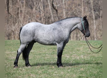 Arbeitspferd, Wallach, 6 Jahre, 157 cm, Roan-Blue